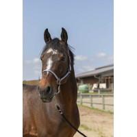 Licol Norton Nylon Soft Bleu marine Licol Norton Nylon Soft Bleu marine