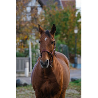 Licol Nylon Spring Equithème Bordeaux Licol Nylon Spring Equithème Bordeaux