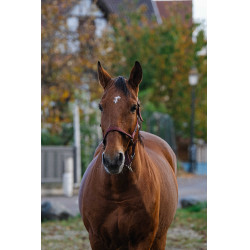 Nylon Halster Spring Equithème Bordeaux