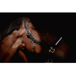 Licol Pénélope Harmonie Noir Licol Pénélope Harmonie Noir