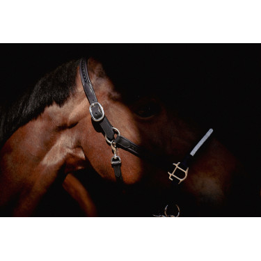 Licol Pénélope Harmonie Noir Licol Pénélope Harmonie Noir