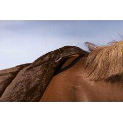 Tapis de monte à cru Norton Confort Marron