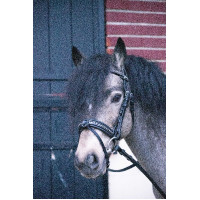 Bridon Pénélope Eden Havana Bruin Bridon Pénélope Eden Havana Bruin