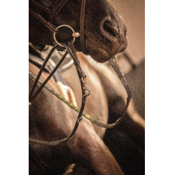 Teugels Pénélope Howlett leer Zwart