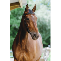 Bridon Freedom Norton Zwart