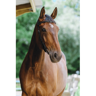 Bridon Freedom Norton Zwart