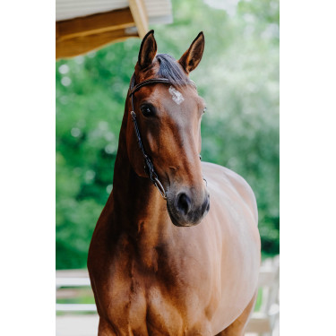 Bridon Freedom Norton Havane Marron Bridon Freedom Norton Havane Marron