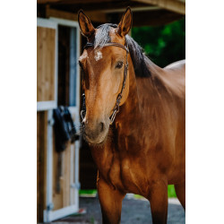 Bridon Freedom Norton Havane Marron Bridon Freedom Norton Havane Marron