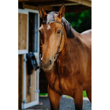 Bridon Freedom Norton Havane Marron Bridon Freedom Norton Havane Marron