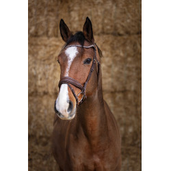 Bridon Norton Pro  Miss Havane Marron