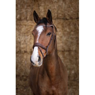 Bridon Norton Pro  Miss Havane Marron