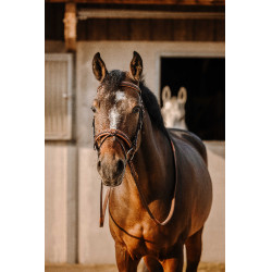 Bridon Eric Thomas Werk Havana Bruin