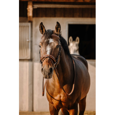 Bridon Eric Thomas Werk Havana Bruin