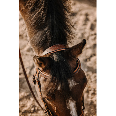 Bridon Eric Thomas Werk Havana Bruin