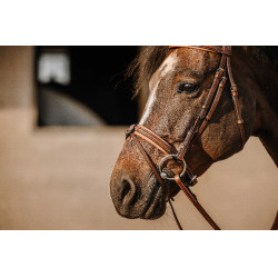 Bridon Eric Thomas Werk Havana Bruin