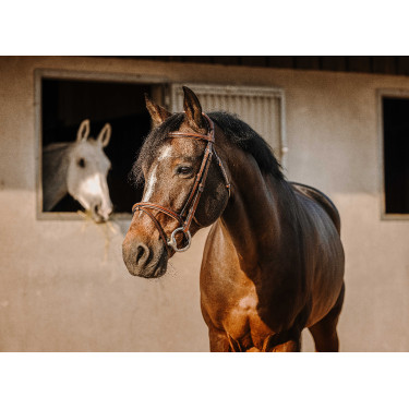 Bridon Eric Thomas Crown Havana Bruin