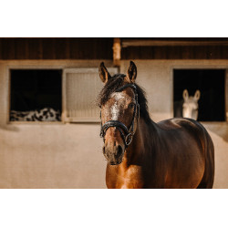 Bridon Eric Thomas Bat Zwart