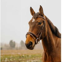 Bridon Norton Club Strass V Zwart