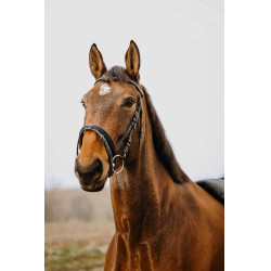 Bridon Norton Club Strass V Zwart