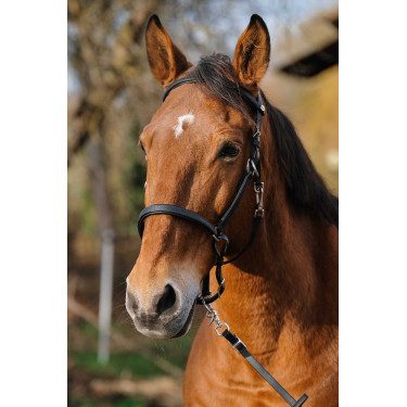 Bridon/Licol Norton Training Noir