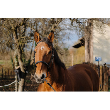 Bridon/Halster Norton Training Zwart