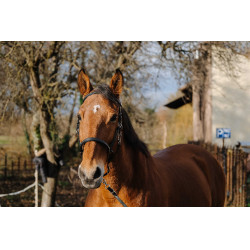 Bridon/Licol Norton Training Noir