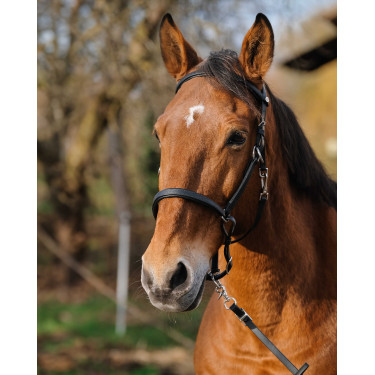 Bridon/Halster Norton Training Zwart