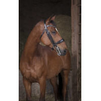 Bride Norton Pro Zwart Bride Norton Pro Zwart