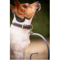 Halsband voor hond Pénélope Olie Zwart Halsband voor hond Pénélope Olie Zwart