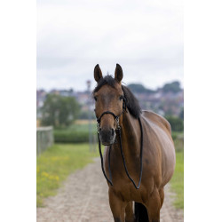 Ethologische Halster met Teugels Zwart