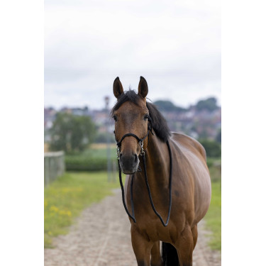 Licol Ethologique avec Renes Noir