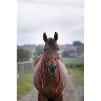 Licol Ethologique avec Renes Rouge