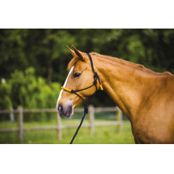 ETHOLOGISCHE HALSTER + FUN COLOUR LIJN Neon oranje ETHOLOGISCHE HALSTER + FUN COLOUR LIJN Neon oranje