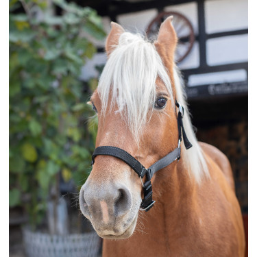 Licol Norton Cheval de Trait Noir