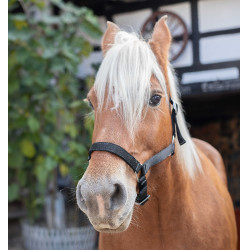 Norton Halster voor Trekpaard Zwart Norton Halster voor Trekpaard Zwart