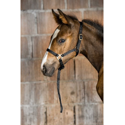 Licol nylon foal Noir