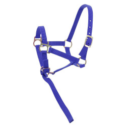 Nylon halster veulen Koningsblauw