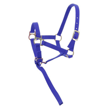 Nylon halster veulen Koningsblauw