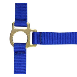 Nylon halster veulen Koningsblauw