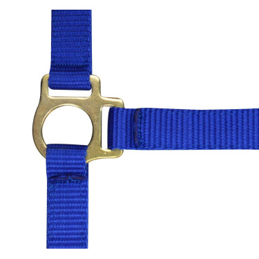 Nylon halster veulen Koningsblauw