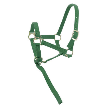 Licol nylon foal Vert foncé