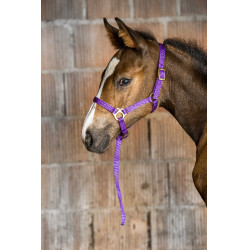 Licol nylon foal Violet