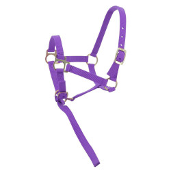 Nylon halster veulen Violet
