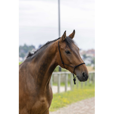 Ethologisch halster touw Fin Zwart