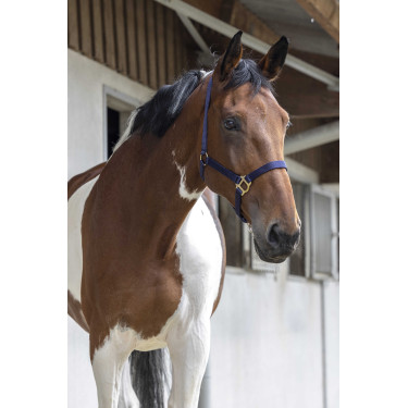 Halster First Marineblauw