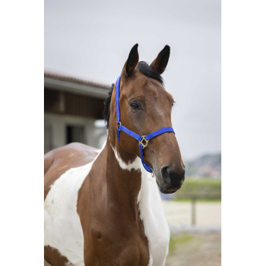 Licol nylon double épaisseur avec fermetures à boucles Norton Bleu roi