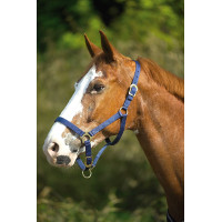 Nylon halster met dubbele dikte en gespen Norton Turkoois Blauw