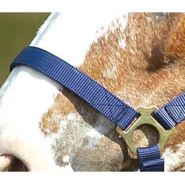 Nylon halster met dubbele dikte en gespen Norton Marineblauw