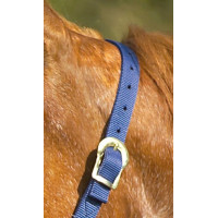 Nylon halster met dubbele dikte en gespen Norton Turkoois Blauw