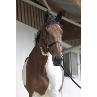 Halster- en leidlijnset Club Marineblauw